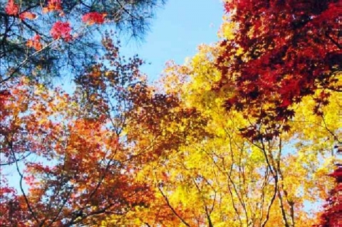紅葉 10