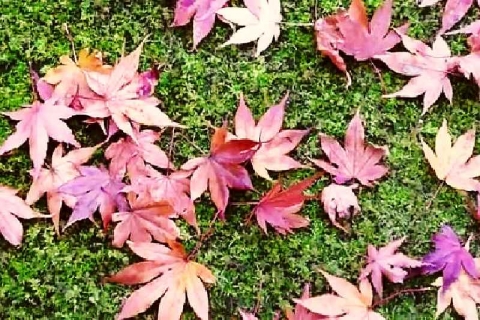 京都 大河内山荘庭園の紅葉19