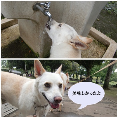 お水