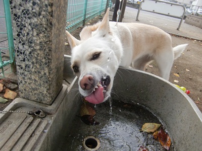 水のみ