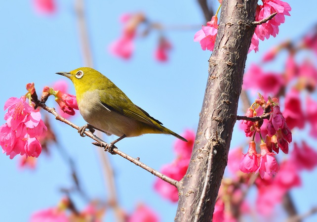 桜とメジロ(3)
