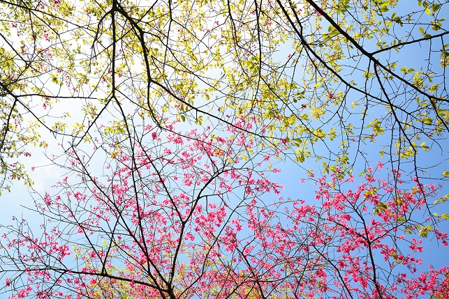 竹林と山桜（３）