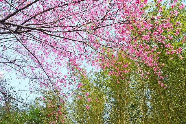 竹林と山桜