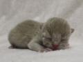 120731_lave_g-1