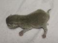 120731_lave_g-2