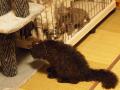 120804_selkirk_kote1