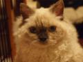 120804_selkirk_wasako1