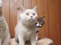 121113_choc&lave_g-2