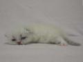 2012_1220selkirk_point-boy3