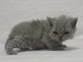 2012_1229selkirk_blue-girl3