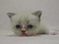 2012_1229selkirk_point-boy3