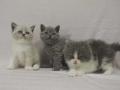 2013_0111selkirk_all2