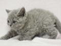 2013_0111selkirk_blue-girl1