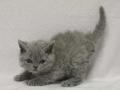 2013_0111selkirk_blue-girl4