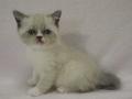 2013_0111selkirk_point-boy1