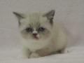 2013_0111selkirk_point-boy2