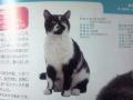 cat_catalog_milk