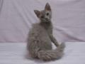 laperm_lilac-g_120430-1.jpg