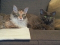 laperm_sati&tsugure2