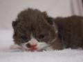 selkirk120812_choc_b-1