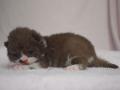 selkirk120812_choc_b-2