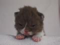 selkirk120812_choc_g-1