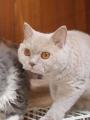 selkirk_121113-6