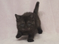 selkirk_140106_black1