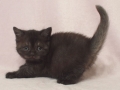 selkirk_140106_black2