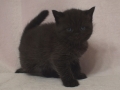 selkirk_140106_blackb2.jpg