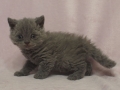 selkirk_140106_blue1