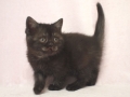 selkirk_140120_black1