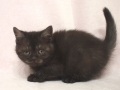 selkirk_140120_black2