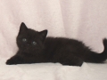 selkirk_140120_blackb1