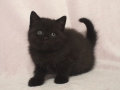 selkirk_140120_blackb4