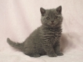 selkirk_140120_blue1