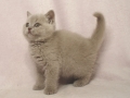 selkirk_140120_lilac2