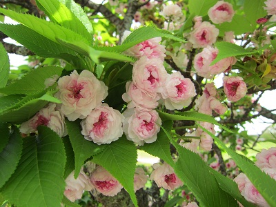 20120427004.jpg
