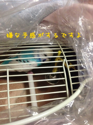 嫌な予感がするです