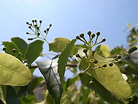 R0038945b.jpg