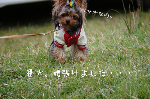 ボサオボイ君
