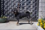 優良犬登録用