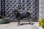優良犬登録用1