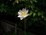 ハスの花