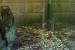 2水槽の魚