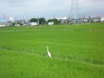 田圃のシラサギ