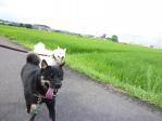 よいさよいさ2