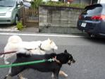 よいさよいさ