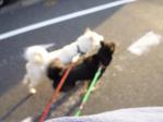 8-23朝 快走