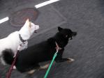 おお張り切りのノンノワグマ